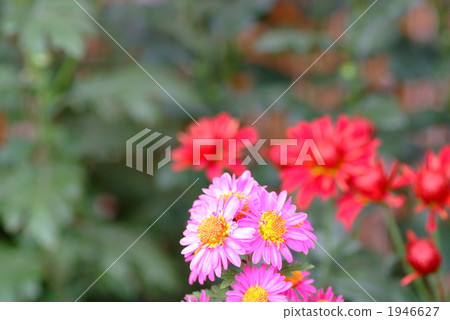 Bouquet of Kikusui 1946627