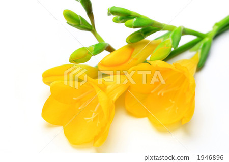 鳶尾科 鳶尾科 1946896