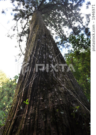 japanese cedar, large tree, kumano nachi taisha 1946971