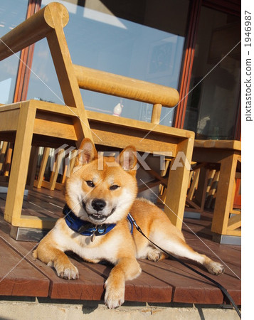 Shiba Inu Shiba Inu 1946987
