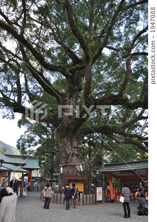 nagi, large tree, kumano nachi taisha 1947088