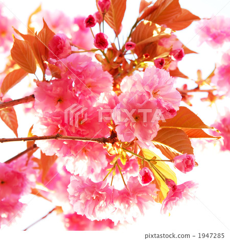 盛開的雙櫻花 1947285