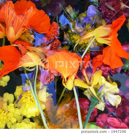 水下鮮花 1947298