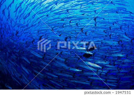 一群梭魚 1947531
