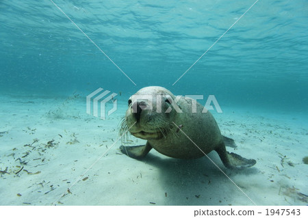 澳大利亞海獅 澳大利亞海獅 1947543