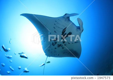 Manta of Pompeii 1947573