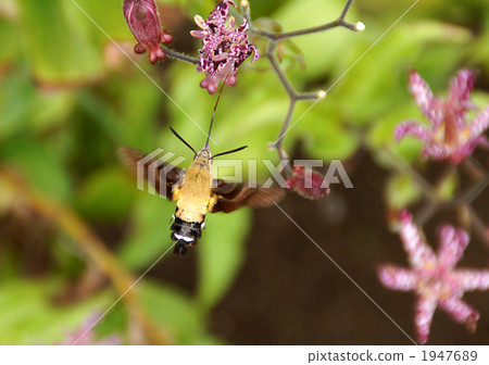 Hojaku吮吸Hototogisu的花蜜 1947689