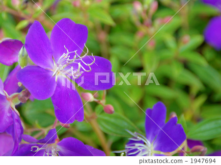 Cote d'Azur Cote d'Azur 1947694