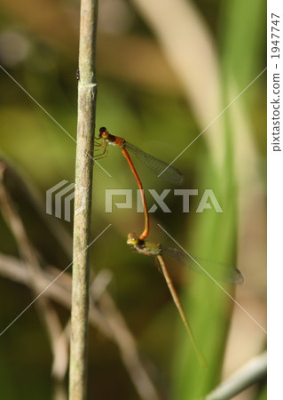 交配Beniito Tombo 交配Beniito Tombo 1947747
