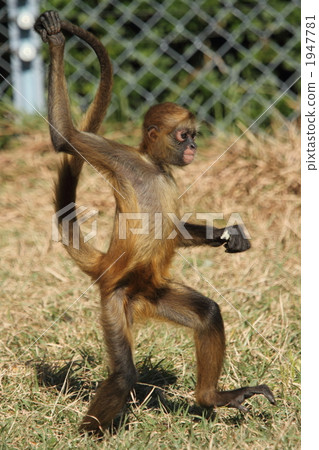 蜘蛛猴科 獼猴 陸生動物 1947781