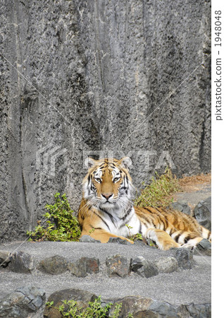 西伯利亞虎 陸生動物 老虎 1948048