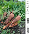 Carrots	 1948254