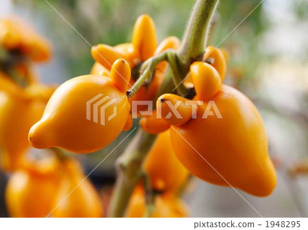 植物 植物學 植物的 1948295