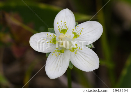 Umebachisou的花 1948394