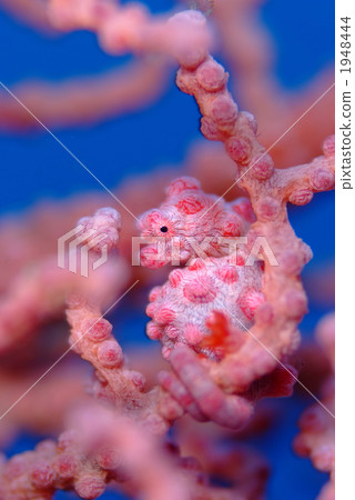 侏儒海水管 1948444