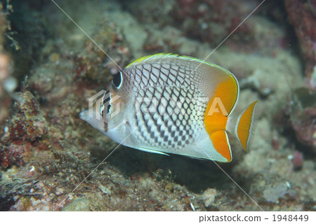 Amynergy butterfly 1948449