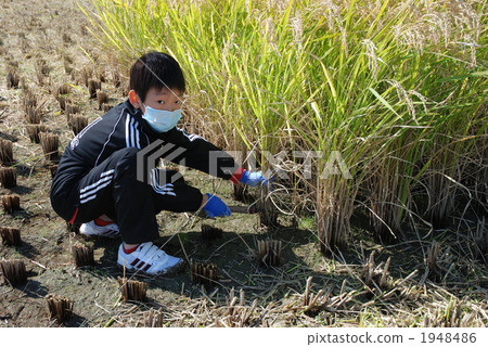 水稻收割 1948486