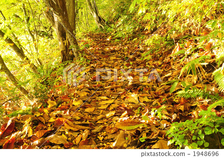 Walking path of Lake Towada 1948696