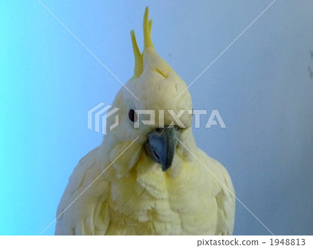 令人敬畏的covetan 令人敬畏的covetan 1948813