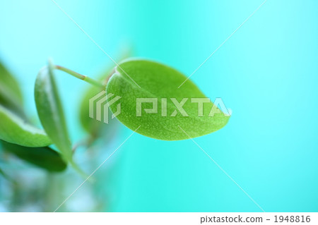 peperomia, peperomia cell pence, foliage 1948816
