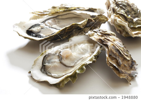 Raw oysters  1948880