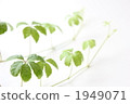 糖松 植物 植物學 1949071