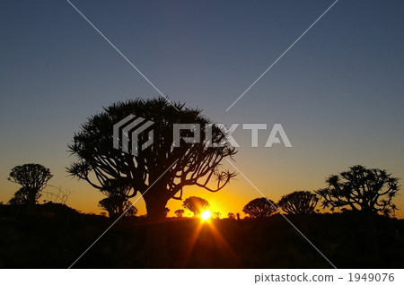 Dawn of Kiba Tree Forest 1949076