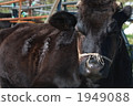牲畜 家畜 奶牛 1949088