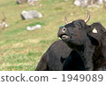 動物 奶牛 牲口 1949089