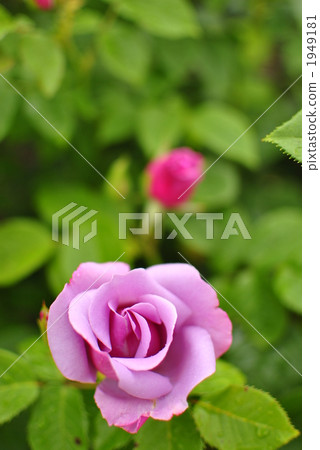 November is Spring Melbourne, Rose of Victoria State Rose Garden, Blueberry Hill 1949181