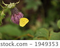 Sweet honey 1949353