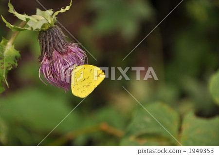 Sweet honey Sweet honey 1949353