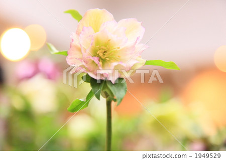 Christmas rose Christmas rose 1949529
