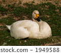 Swan 1949588