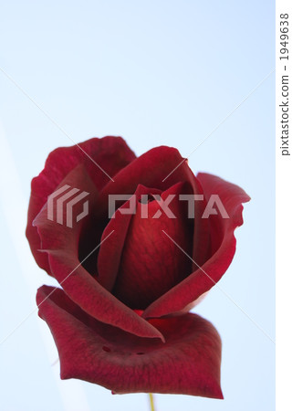 玫瑰花朵爸爸梅安 1949638