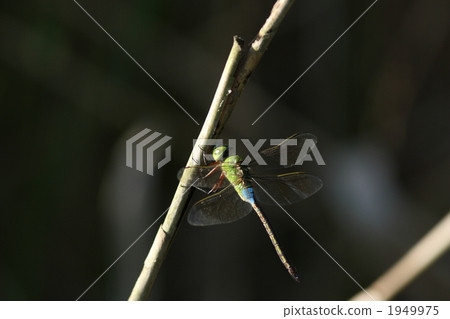 鋼羊馬掛著垂下來 1949975