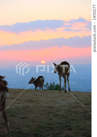 陸生動物 鹿 動物 1950277