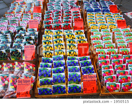 Dutch bulb department 1950515