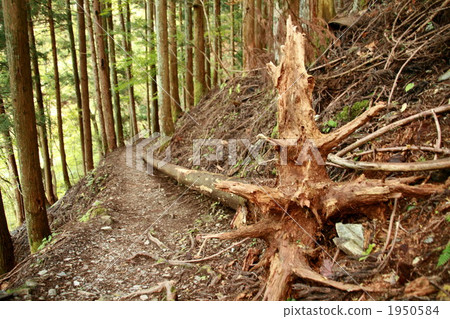 Fallen tree 1950584