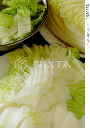 Cutting down Chinese cabbage 1950658