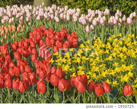 Tulip Keukenhof Park 1950725