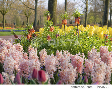 鬱金香風信子貝母Keukenhof公園 1950729