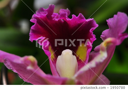 Cattleya 1950780