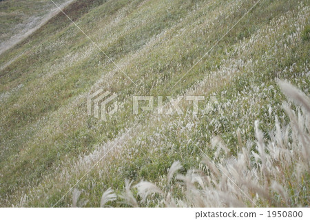 botanic, botanical, vegetative 1950800