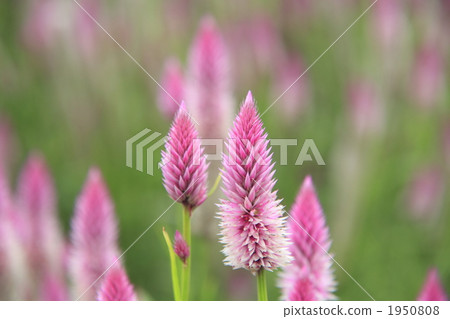 plumed cockscomb, celosia argentea, silver cocks comb 1950808