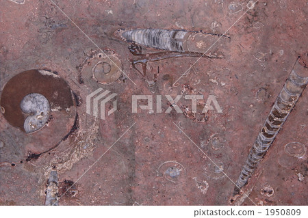 Fossil of Raku Music PA 1950809