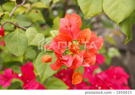 bougainvillea, bract, bloom 1950815