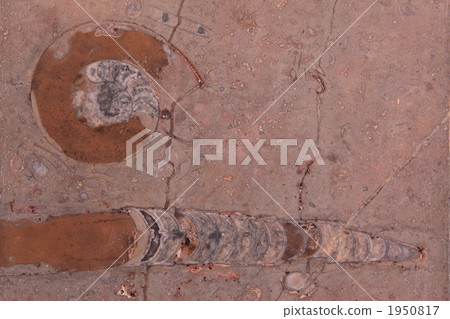 Raku Music PA的化石 Raku Music PA的化石 1950817