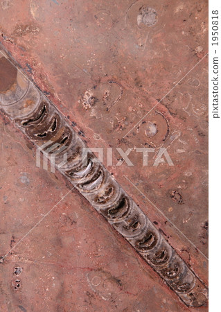 Fossil of Raku Music PA 1950818