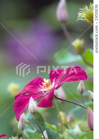 Red clematis Red clematis 1950836